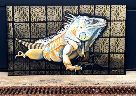 Iguana 1